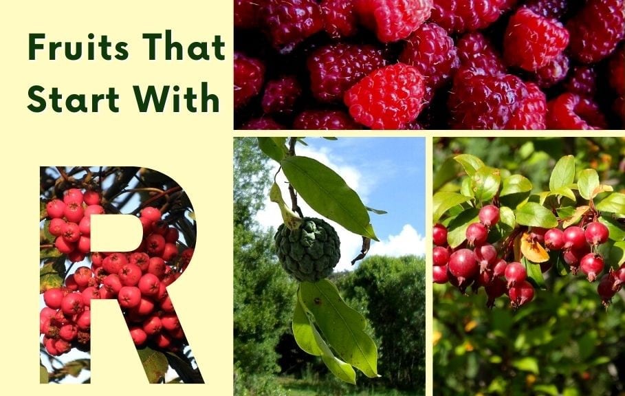 25 Fruits That Start With R (Photos & Nutritional Details)